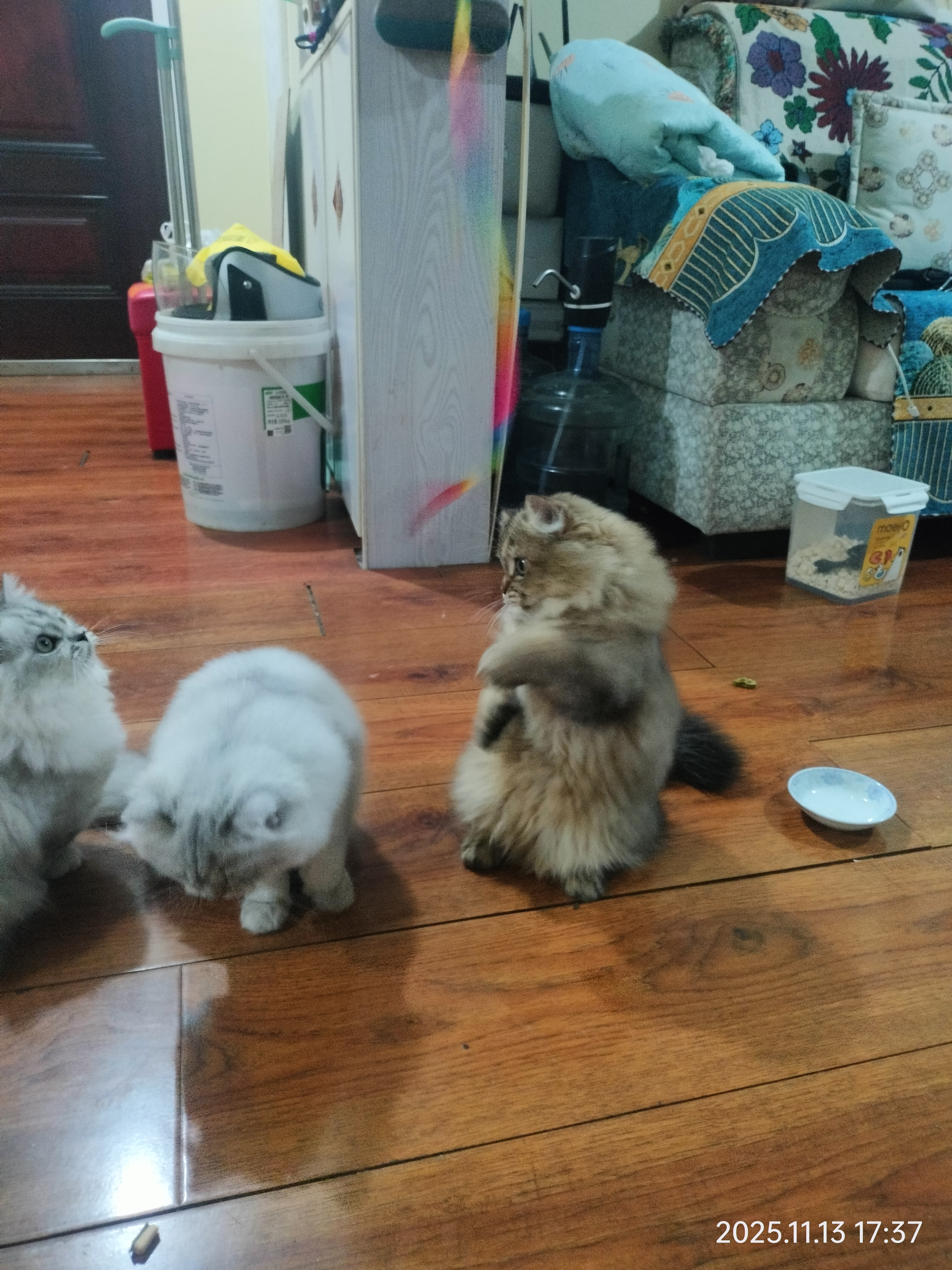 自家养育金渐层，超优雅、超可爱、超懂事……